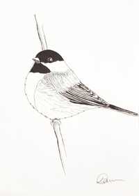 Rysunek grafika ptak sikorka czarnogłówka