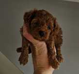 Pudel toy piesek red brown