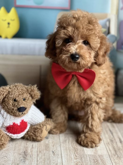 Пудель мальчик миниатюра