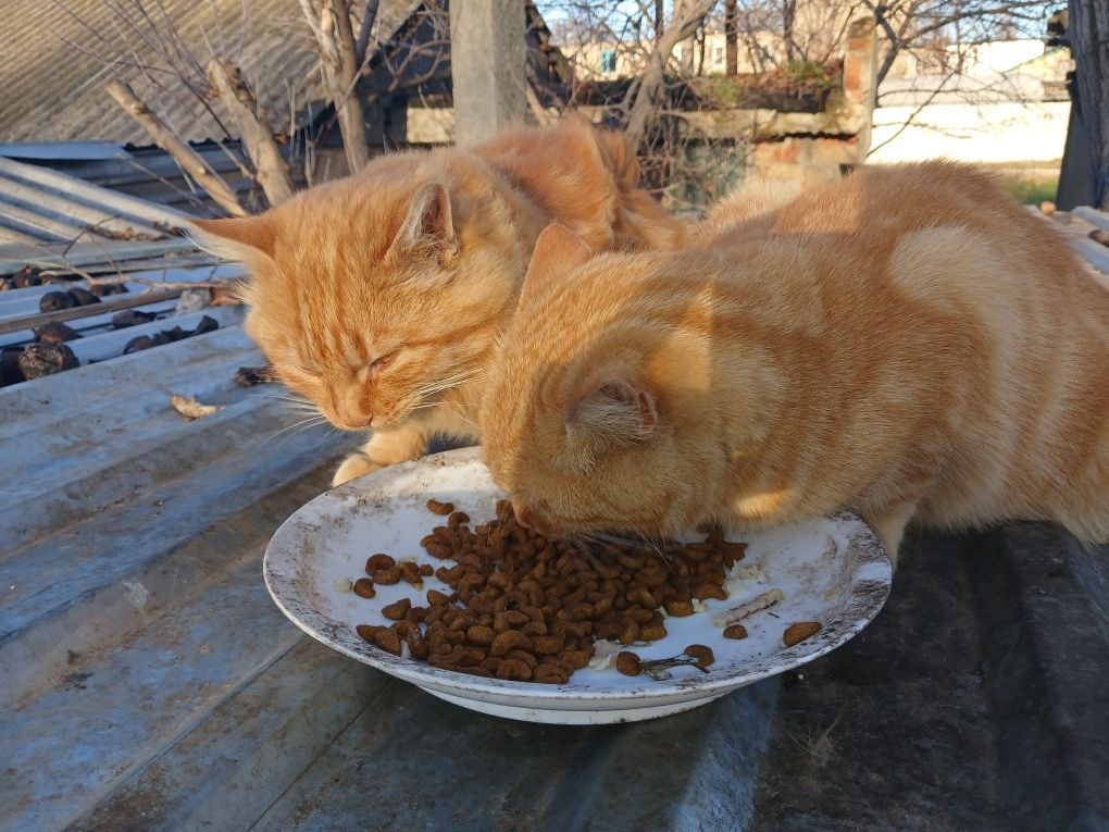 Кошенята шукають родину