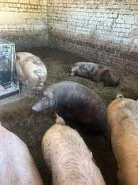 55 грн/кг свинина,продам свиней