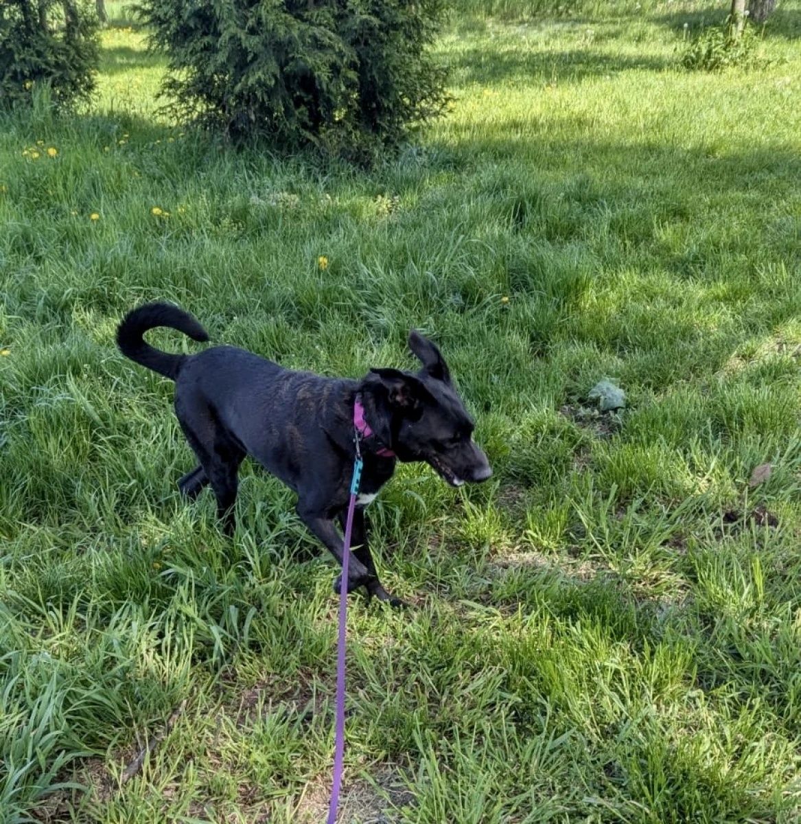 Kochana suczka Luna do adopcji!