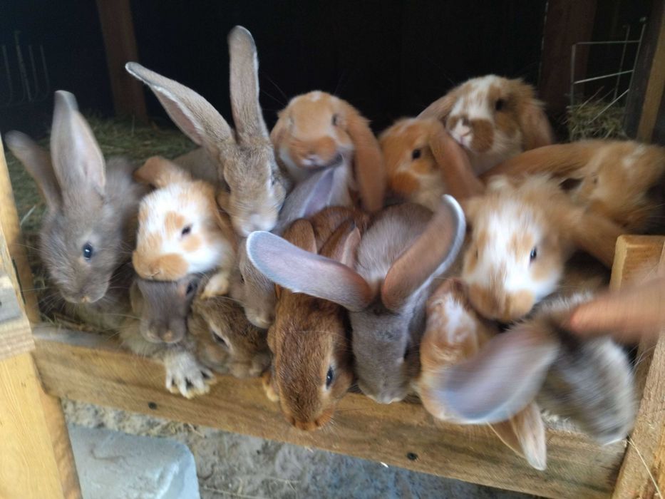 króliki belgi, barany, kalifornijskie