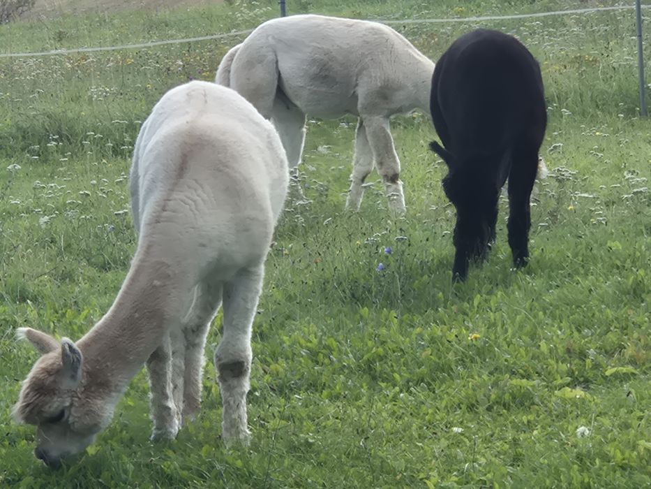 Likwidacja mini stada Alpak.