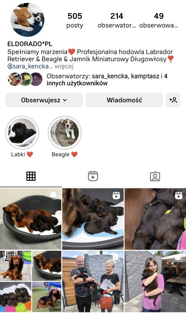 Jamnik Długowłosy Blanka ELDORADO*PL gotowa do odbioru