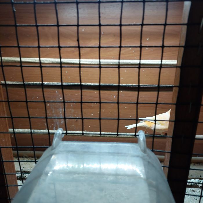 Kanarek ,kanarki,sprzedam