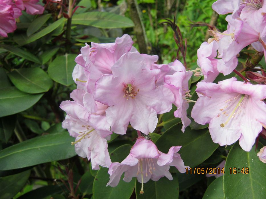 Рододендрон Фаржа. Rhododendron fargesi