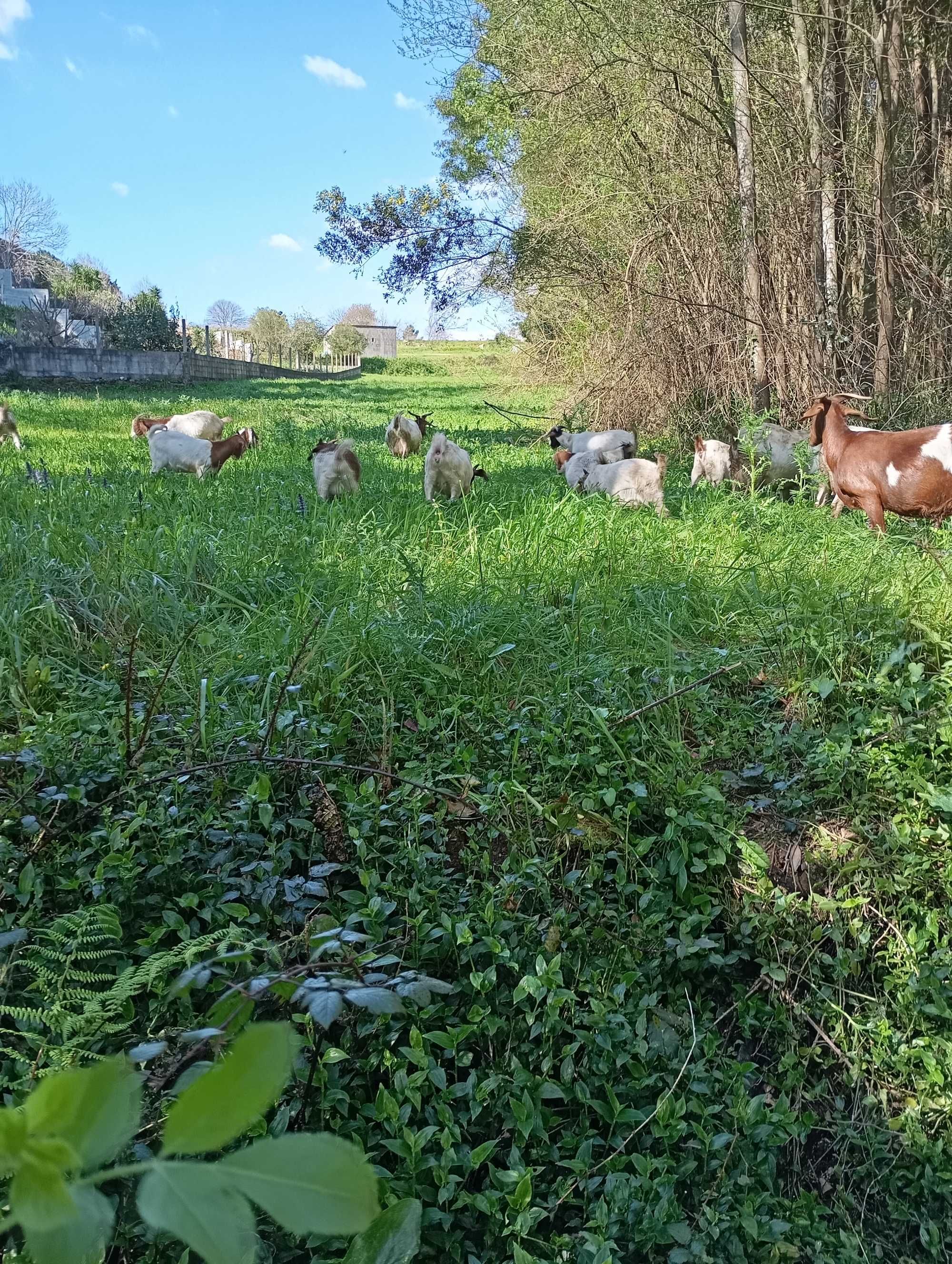 Cabras boer para venda