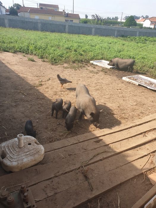 Poucos machos e fêmeas vietnamitas