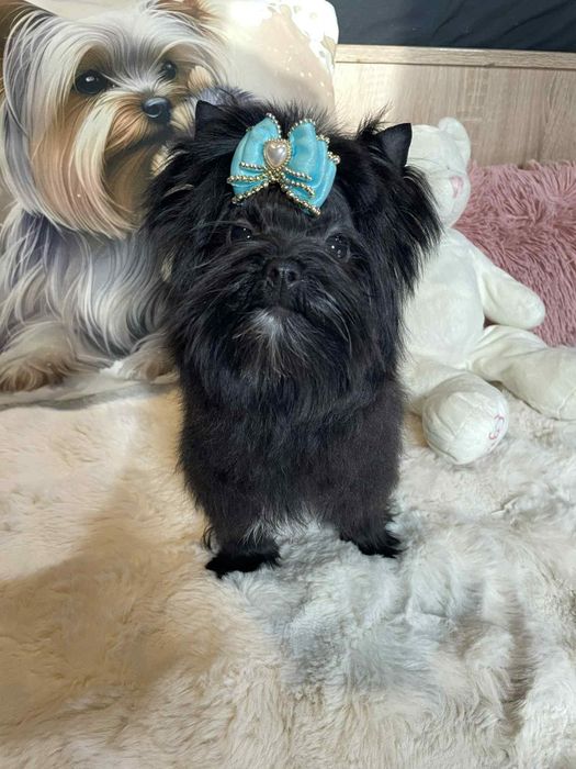 Mała czarna suczka york black