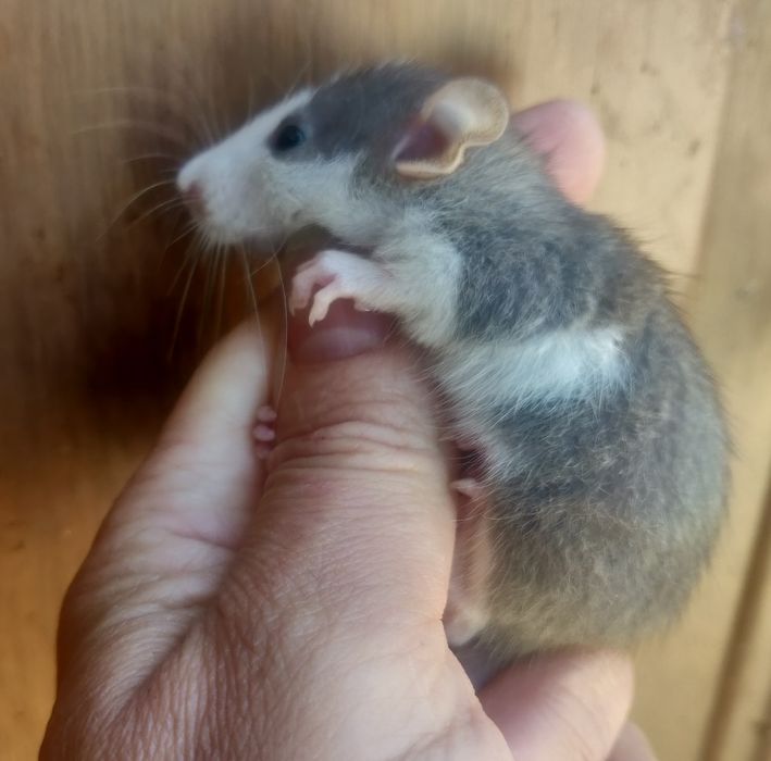 Крысята Дамбо и стандарт