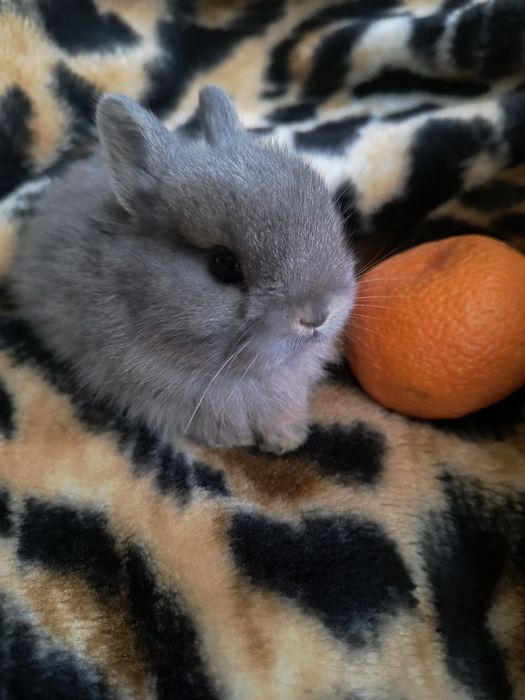 Предлагается к бронированию Мини кролик