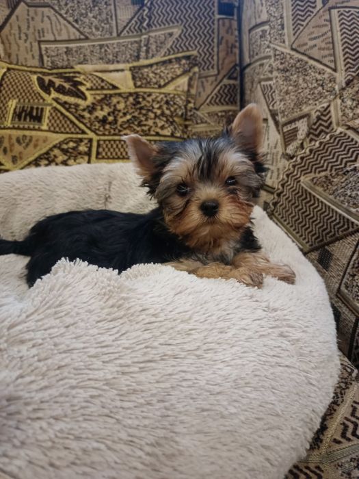 Йоркширський тер'єр, дівчинка