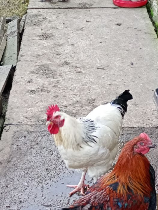 Koguty kogut, młode duże trzy sztuki
