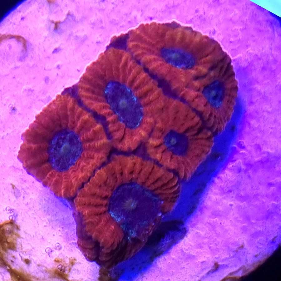 Acanthastrea Lordhowensis akwarium morskie koralowce Korale.Pro
