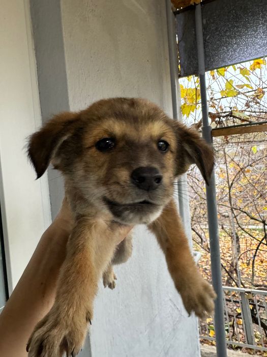 Подарую цуценят в добрі руки