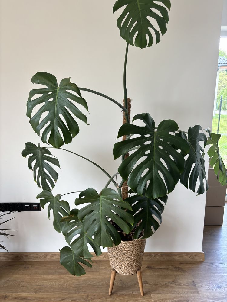 Monstera 160 cm wysoka