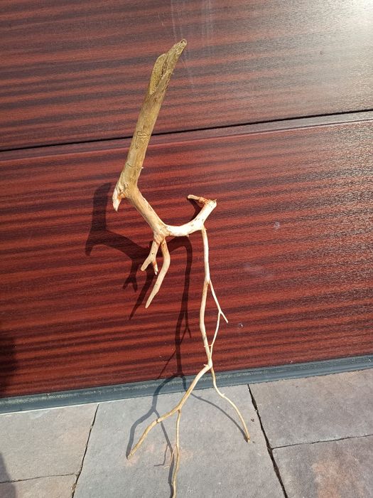 Ładny, średni naturalny korzeń do akwarium