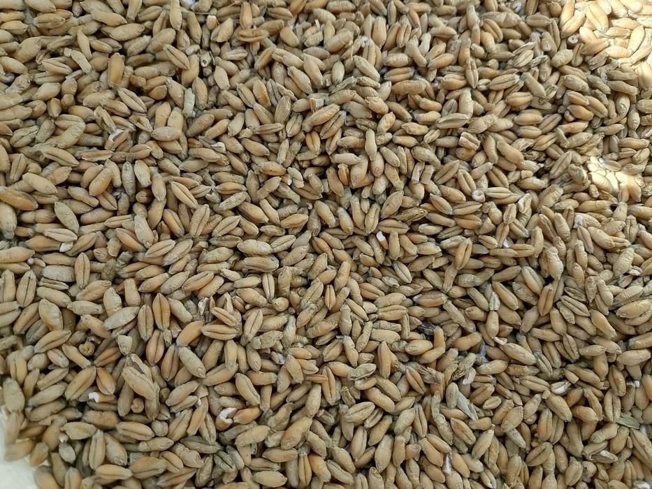 Sprzedam Pszenżyto ozime