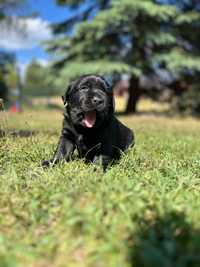 Labrador Retriever Piesek ZKwP Szczenię Super Rodowód FCI