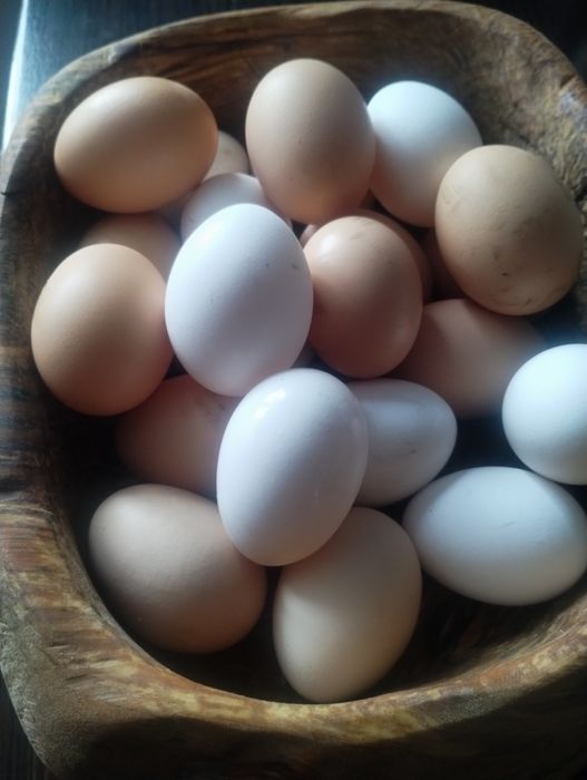 Nadwyżka jajek swojskich