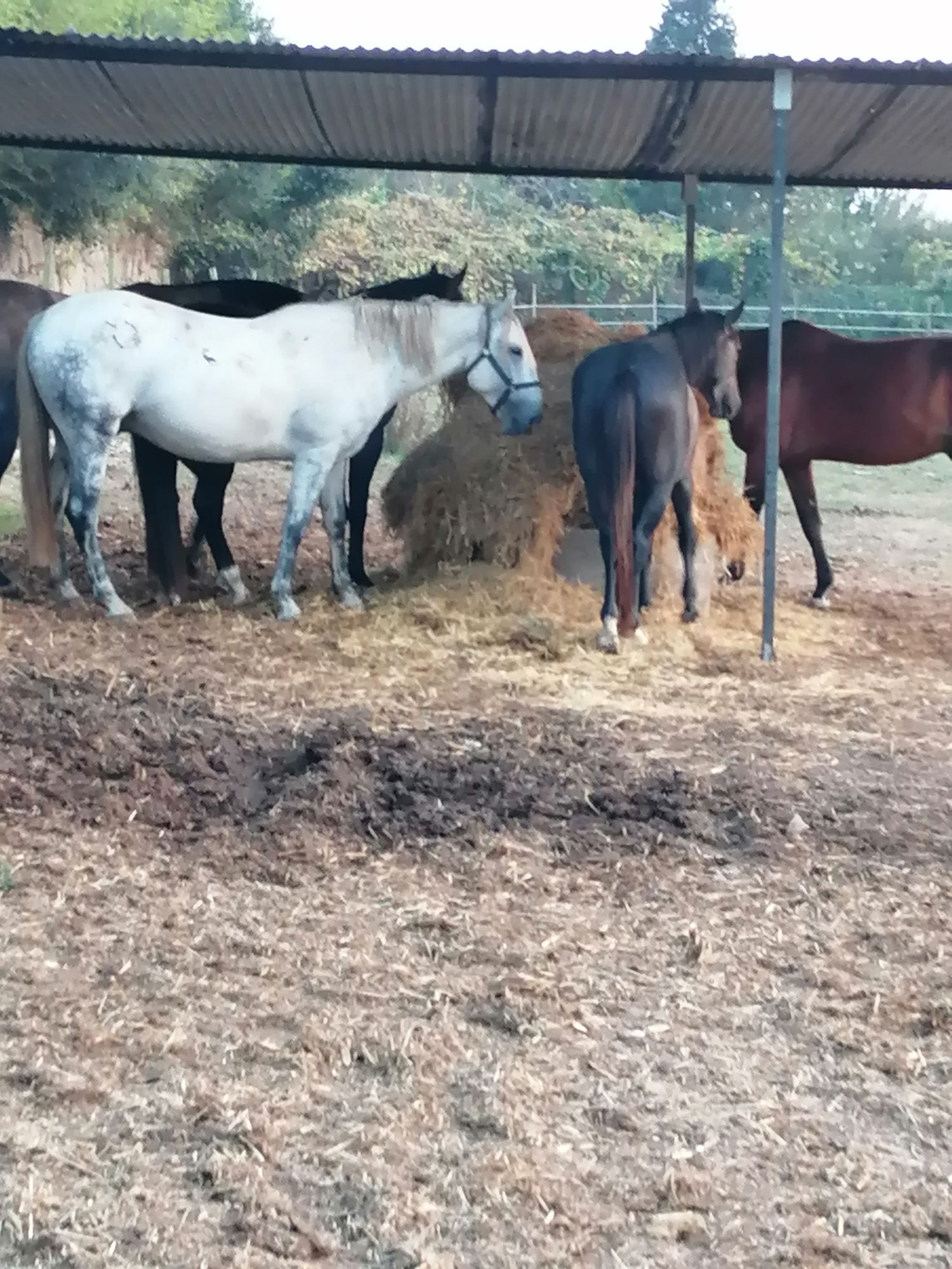 Cavalos em campo