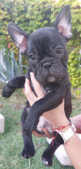 Bulldog francês bebé