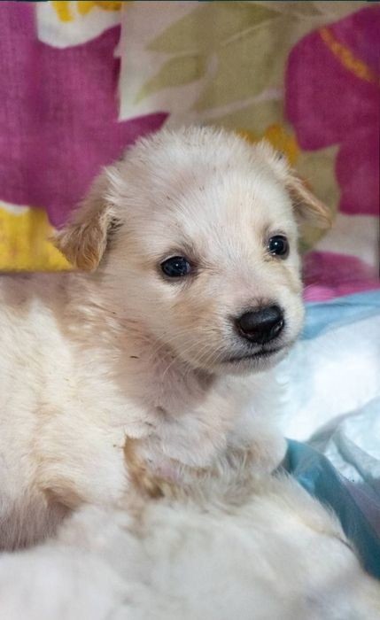 Отдам даром в добрые руки щенков