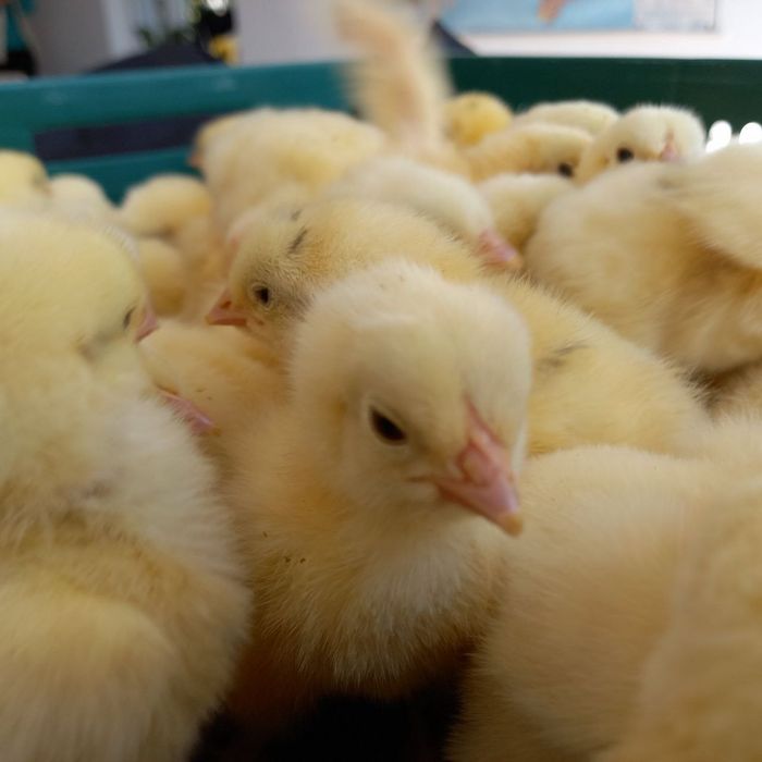 Добовий бройлер кобб/росс