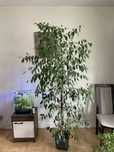Ficus benjamina fikus benjamin