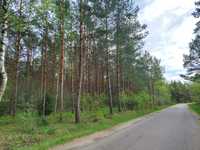 Sprzedam las sosnowy – 6,74 ha (drzewo z działką) *SPRAWDŹ*