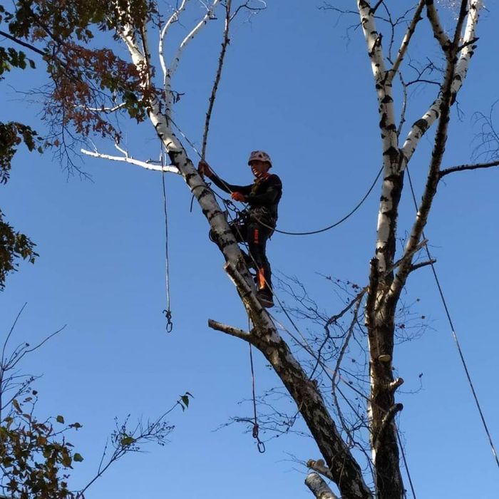 Зрізання дерев порізка і рубка дерев.