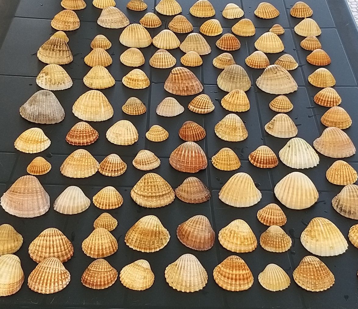 Conchas de Riscas, robustas