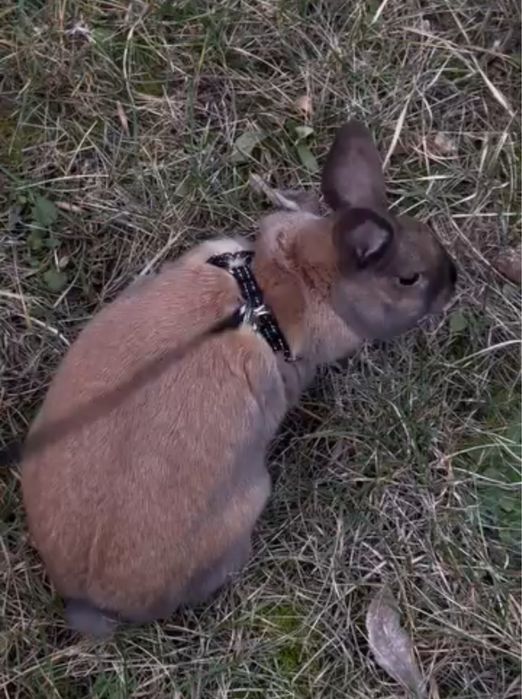 Кролик в добрі руки