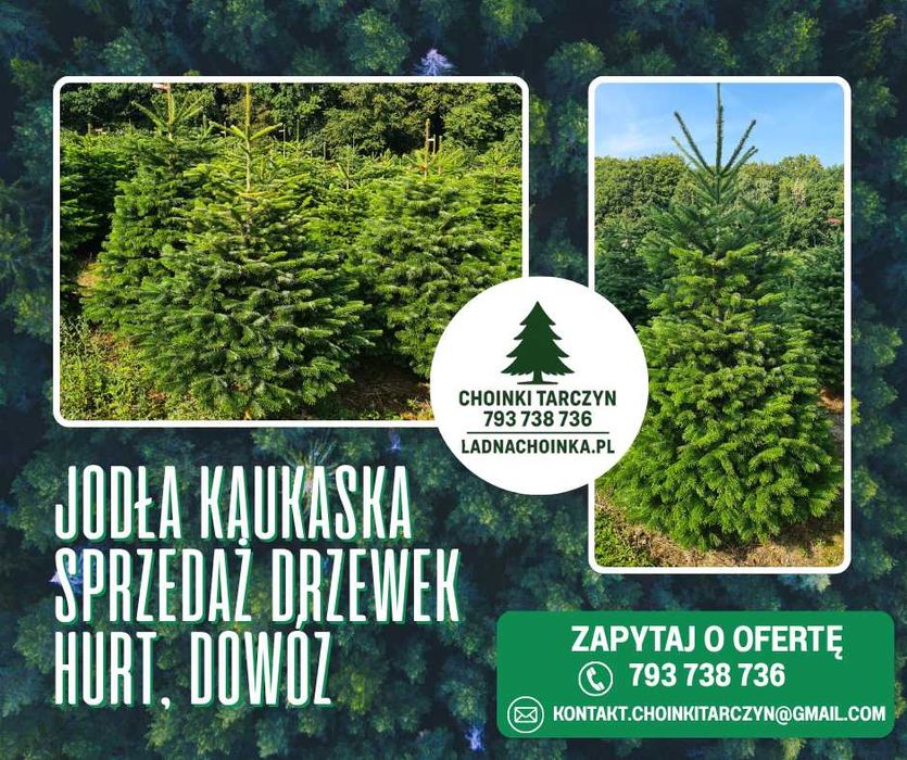 Jodła Kaukaska – sprzedaż choinek z dostawą na całą Polskę Choinki