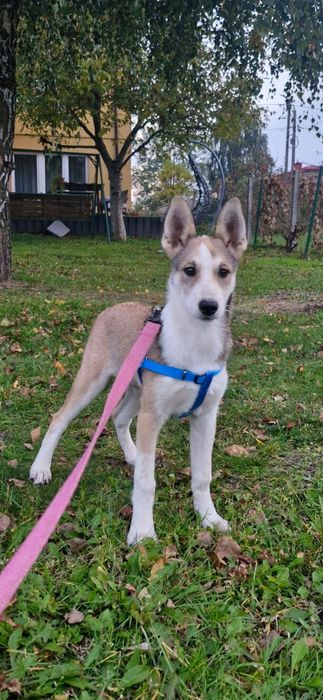 Łajka zachodniosyberyjska