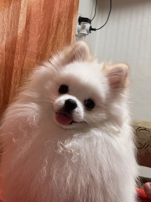 Хлопчик шукає дівчинку