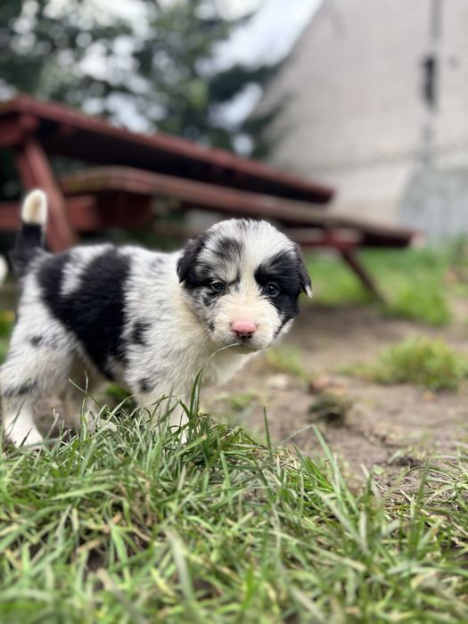 Border Collie- suczka
