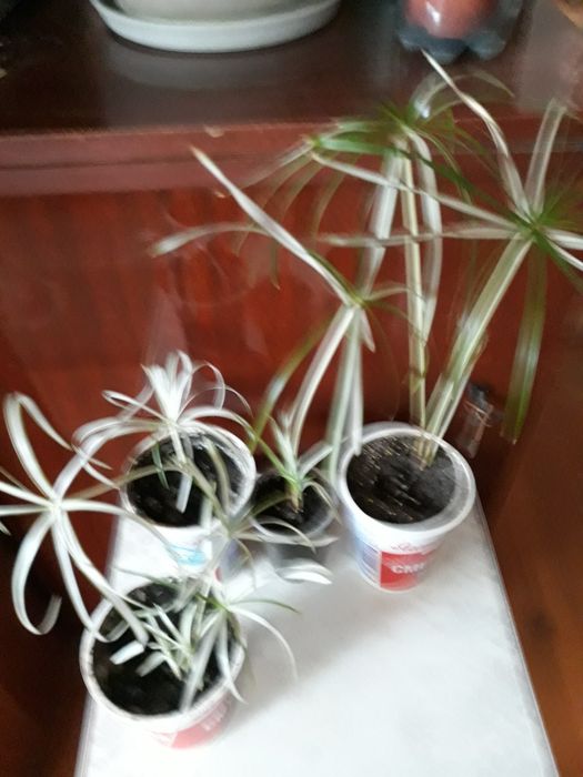 Циперус вариегатный