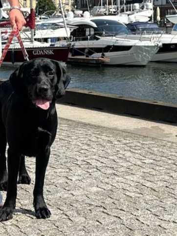 Labrador  do adopcji