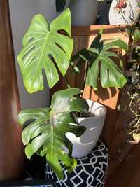 Monstera Deliciosa Big Large Form