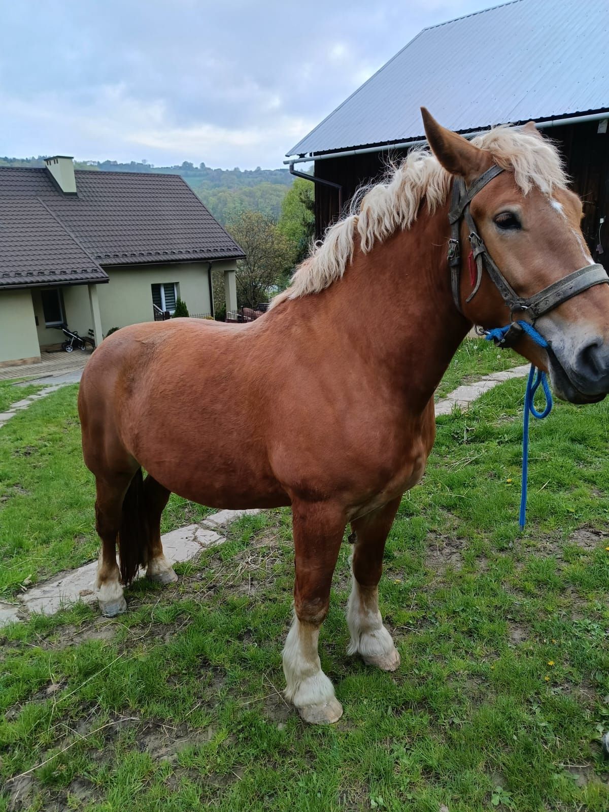 Sprzedam klacz zimnokrwista