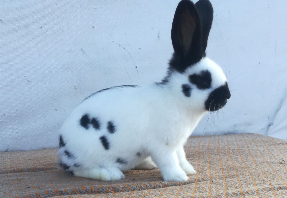 Немецкий строкач