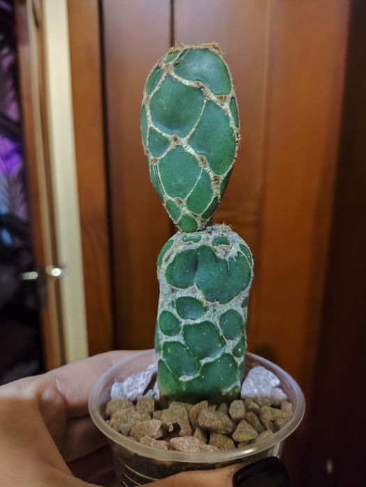 Опунція ретікулата Кобра