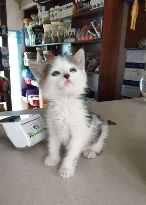 Котенок ищет дом