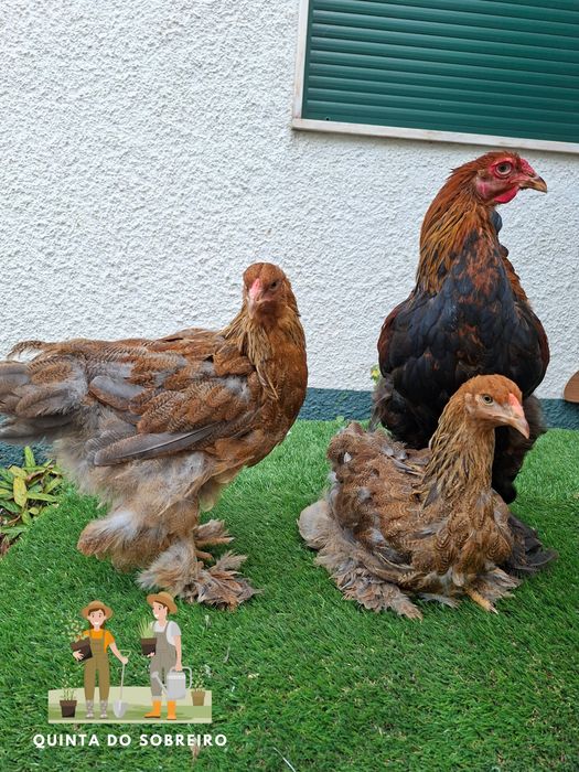 Brahma Perdiz e Isabella