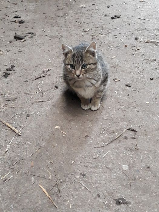 Młode kotki oddam w dobre ręce