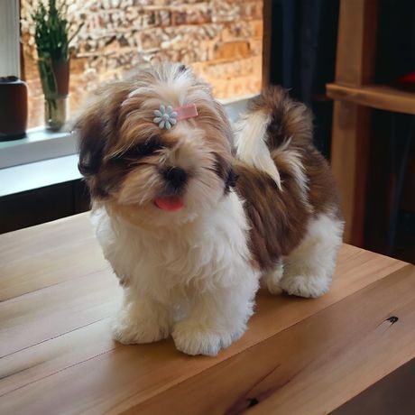 Shih Tzu piesek ZKwP