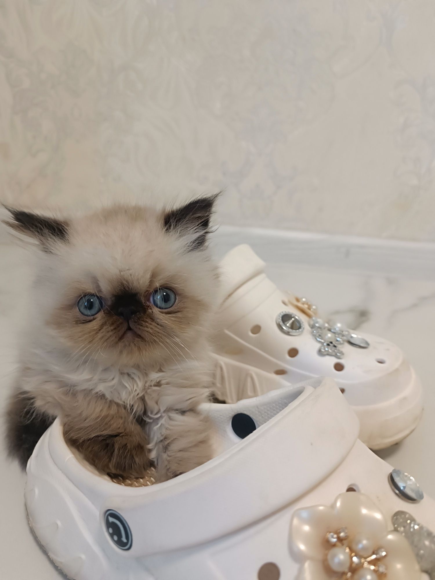 Котята Персидские