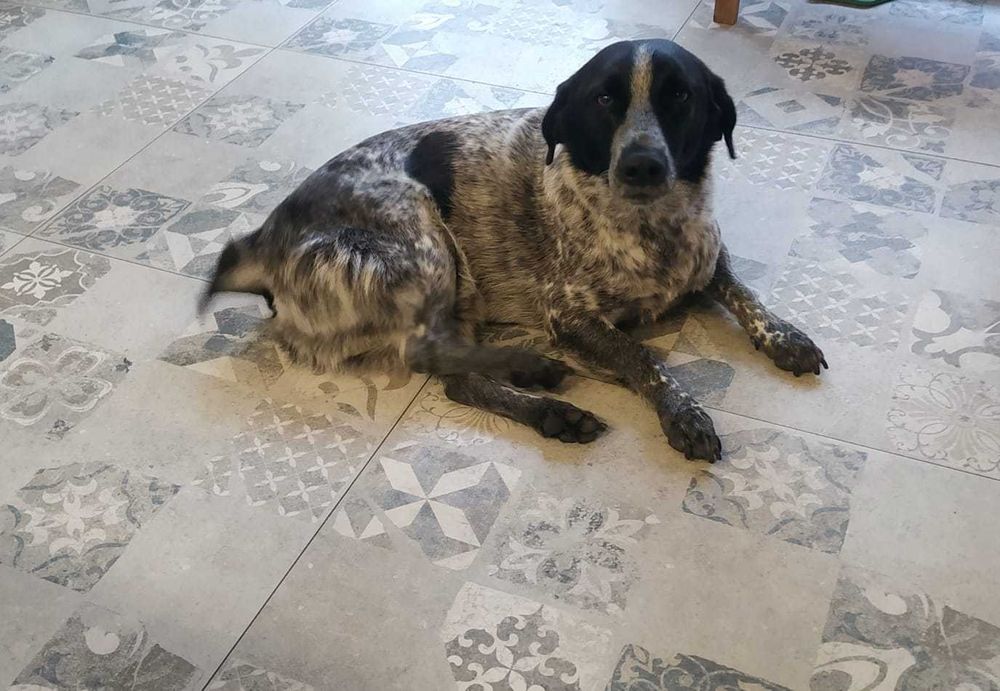 Osman mieszaniec psa myśliwskiego z Turcji szuka domu